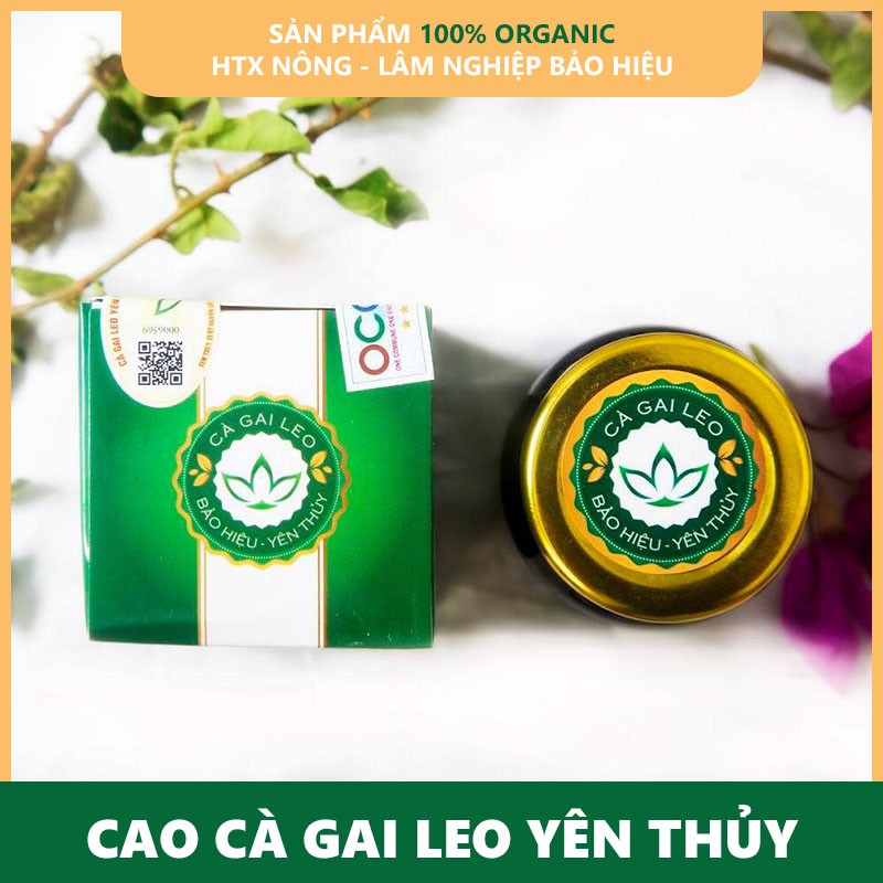 Giải độc gan, Giải rượu Cao Cà gai leo Yên Thủy 100g | BigBuy360 - bigbuy360.vn