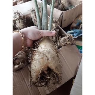 củ sứ thái 90k
