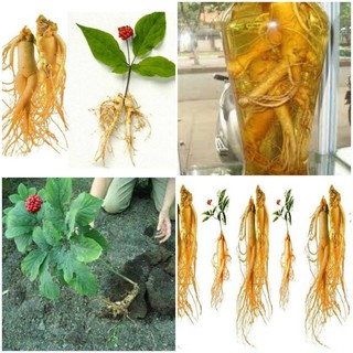Hạt giống nhân sâm hàn quốc gói 5 hạt (TẶNG gói kích thích hỗ trợ hạt nảy mầm)