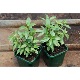 HẠT GIỐNG HÚNG QUẾ 2GR