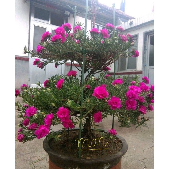 Cây Giống Hoa Mười Giờ Thái Kép Lâu Năm Thân To Màu Tím