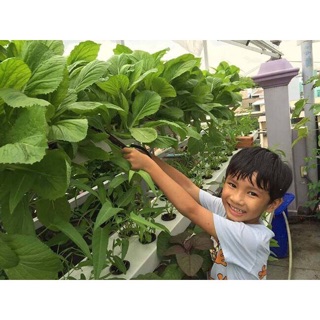 Dung dịch thuỷ canh HYDROPONIC 100ml