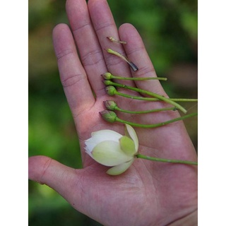 Củ sen giống MiNi Nhật siêu nụ