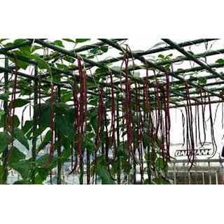 10GR - HẠT GIỐNG ĐẬU ĐŨA LEO ĐỎ