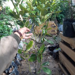 Cây cà na thái siêu to đẹp