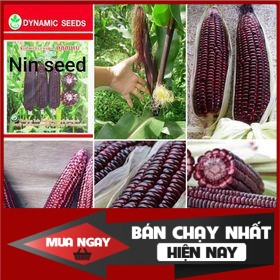 [ Big Sale ] NGÔ NẾP TÍM NỮ HOÀNG RED LADY  - 80 Hạt - THÁI LAN