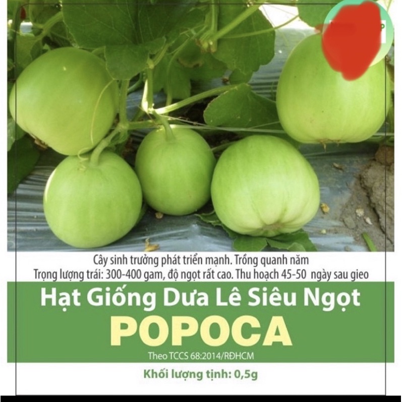 Hạt giống dưa lê siêu ngọt