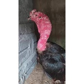 Mốc VIÊN Uống Ông Già HÀNG THÁI LAN CHO GÀ ĐÁ -gà Mốc lác dạng nặng vào chân lông