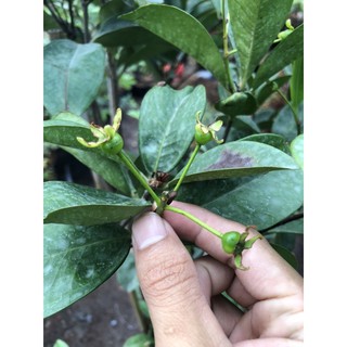 CHERRY BRAZIL