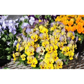 50 Hạt giống hoa Bướm Viola ( Hoa Pansy)