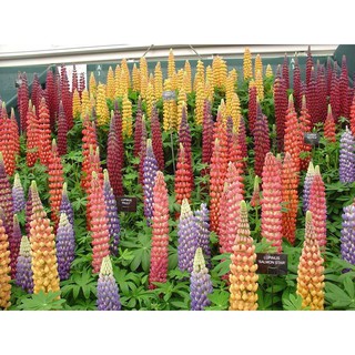 Hoa đậu Lupin