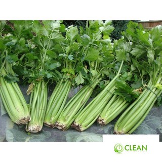 Hạt giống cần tây f1 siêu năng suất,siêu dễ trồng