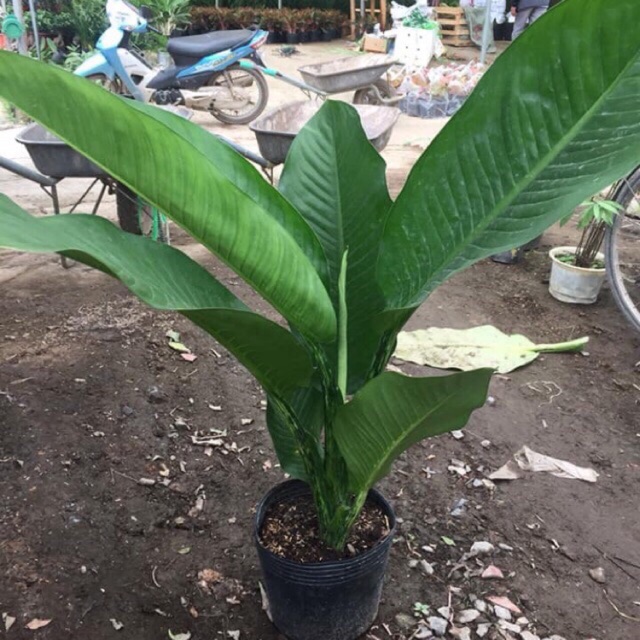 Đại phú gia- cây nội thất