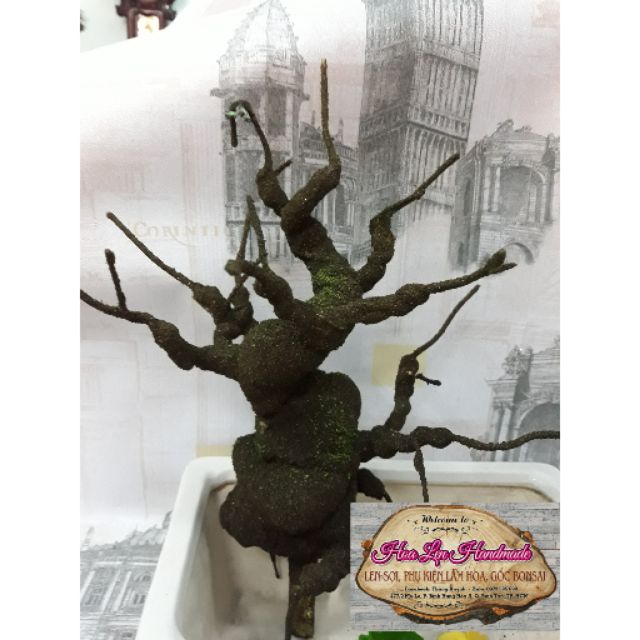 Gốc bonsai