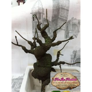 Gốc bonsai