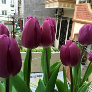 Củ Hoa Tuylip