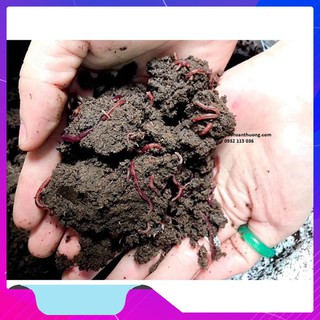 [hàng giá Vườn] trùn quế hữu cơ Vườn nuôi 2kg