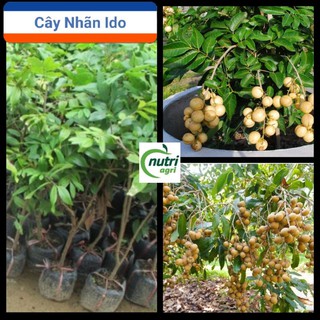 Cây Giống Nhãn Thái Ido Trồng Chậu_Nhãn Ido Ít Sâu Bệnh Năng Suất Cao Quả Ngọt Hạt Nhỏ