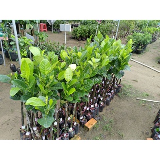 Cây 🌲 Mít ko hạt  cây giống malaysia