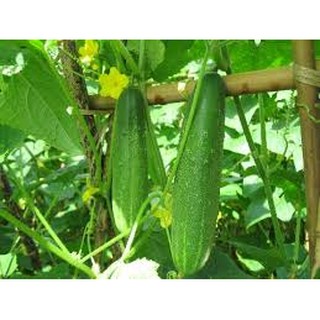 HẠT GIỐNG DƯA CHUỘT THÁI LAN F1