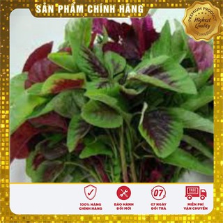 Hạt Giống Rau Dền Khoang(50gr)