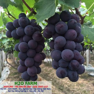 Cây giống nho hạ đen, cây nho giống - h2o farm