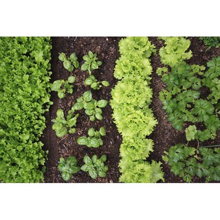 Phân Trùn Quế Hữu Cơ Hapi Green - túi 2Kg