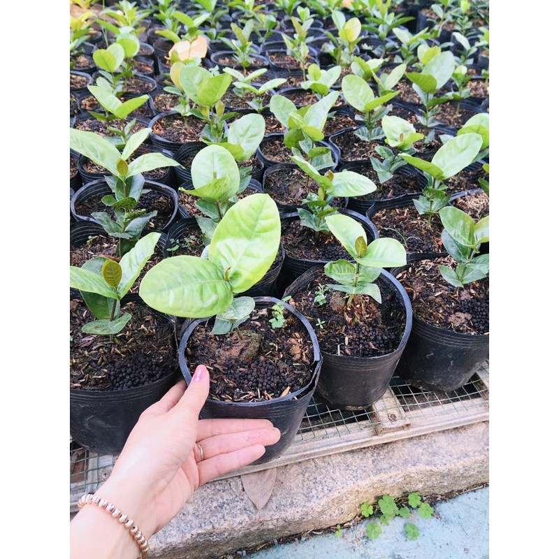 Bông trang cam Đài Loan