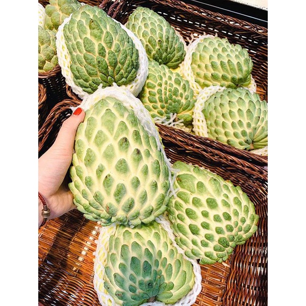 Cây giống Na Sầu Riêng