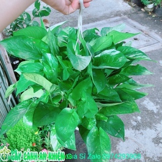 Trầu bà thái xanh size lớn