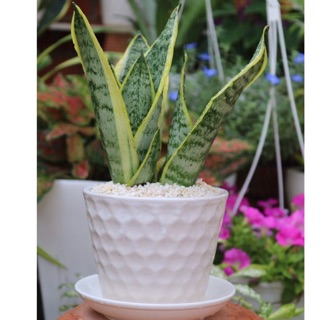 Cây lưỡi hổ - Size để bàn, bầu đất