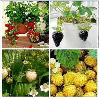 Combo 4 gói hạt giống dâu tây 4 màu - đỏ vàng trắng đen -DC