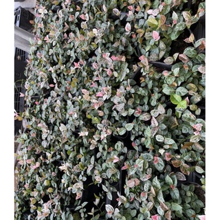 Cây thằn lằn cẩm thạch ( cây leo tường)-vườn của boss