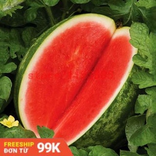 5 hạt giống dưa hấu không hạt binlee779