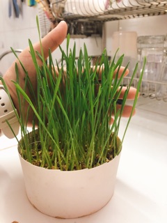 Hạt giống Cỏ Mèo