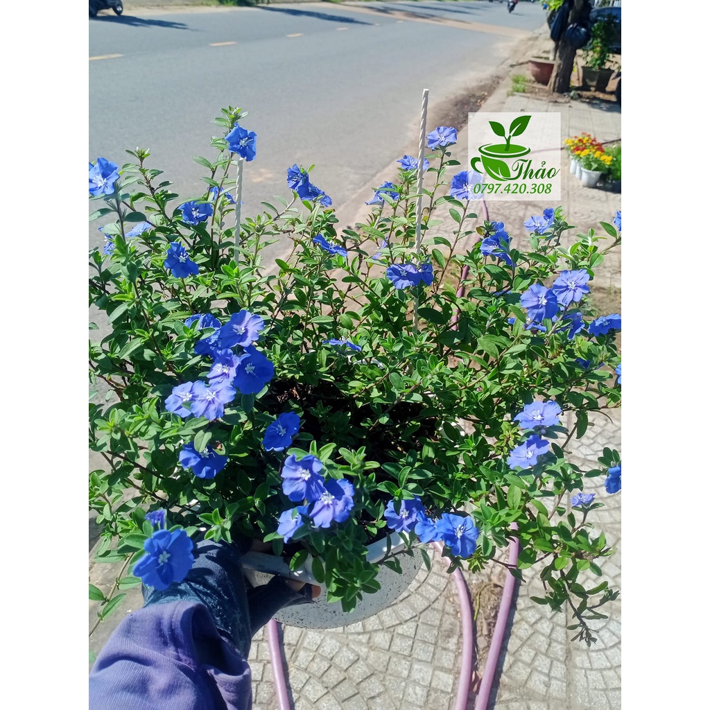 Cây hoa thanh tú trồng công trình