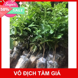 Free Ship Cây giống quất hồng bì (cây khỏe cao 40cm) - Phủ Xanh Việt Nam
