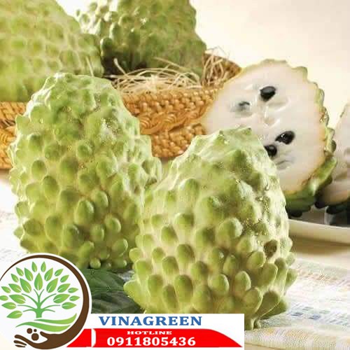 CÂY NA DỨA ĐÀI LOAN