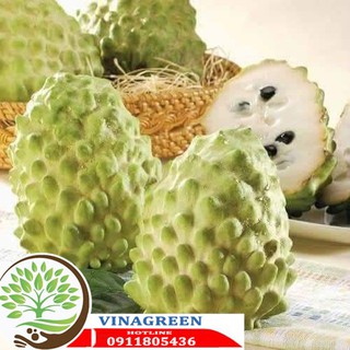 Cây na dứa đài loan