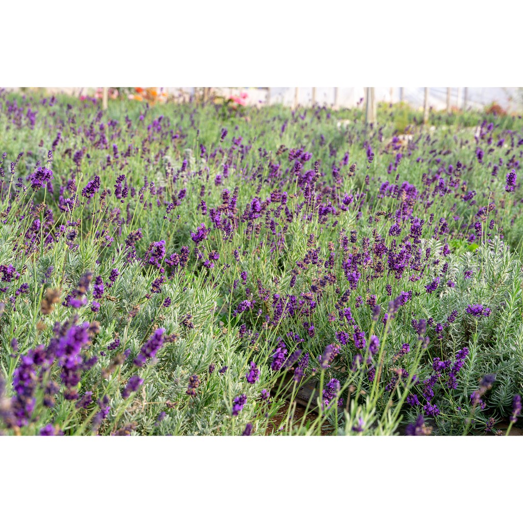 Cây hoa Oải hương Lavender - chậu lớn