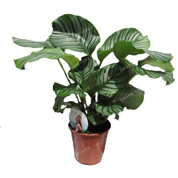 Bộ 50 Hạt Giống Calathea Trồng Cây Mọng Nước Bốn Mùa Cho Sân Vườn / Nhà Ở / Ban Công Up98