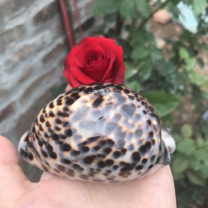 Ốc Sứ Vân Hổ Derco Trang Trí Phòng Khách, Derco Nền Chụp Ảnh, Đồ Chơi An Toàn Cho Bé Khám Phá