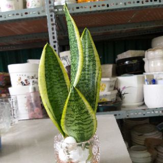 Lưỡi hổ Thái trồng thủy sinh