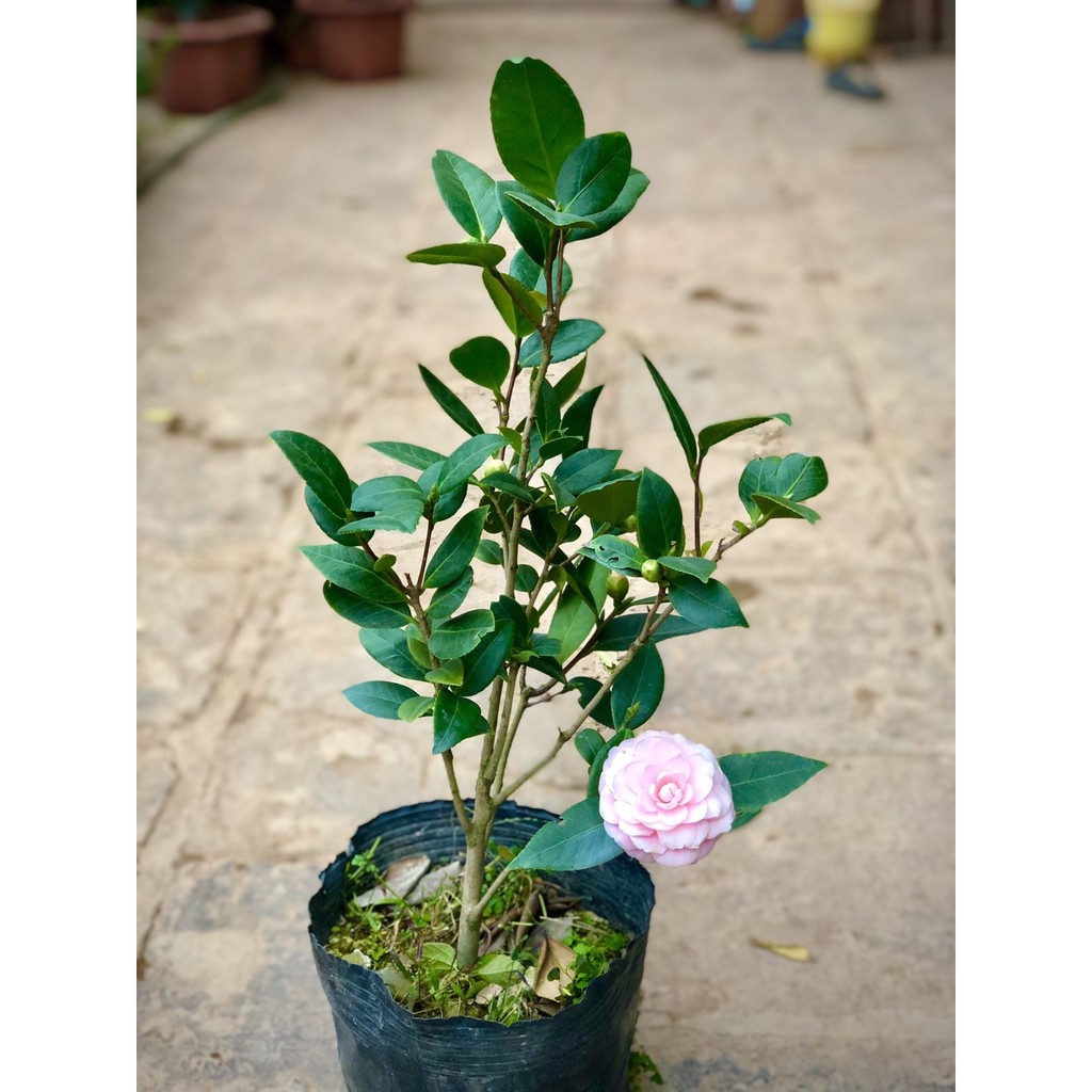 Cây trà my phấn cung đình - THẾ GIỚI HOA CÂY CẢNH - cao 40-50cm