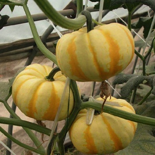 [Hạt giống Mỹ] Gói 10 hạt giống bí ngô mini Pump - tỷ lệ nảy mầm 95%