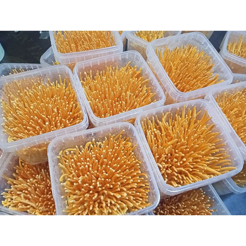 200 gram đông trùng hạ thảo tươi | BigBuy360 - bigbuy360.vn