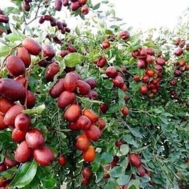 100g táo đỏ tân cương