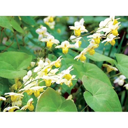 LÁ DÂM DƯƠNG HOẮC 500g