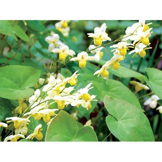Lá dâm dương hoắc 500g