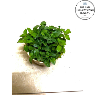 Cây quế vị – thơm mùi xá xị .